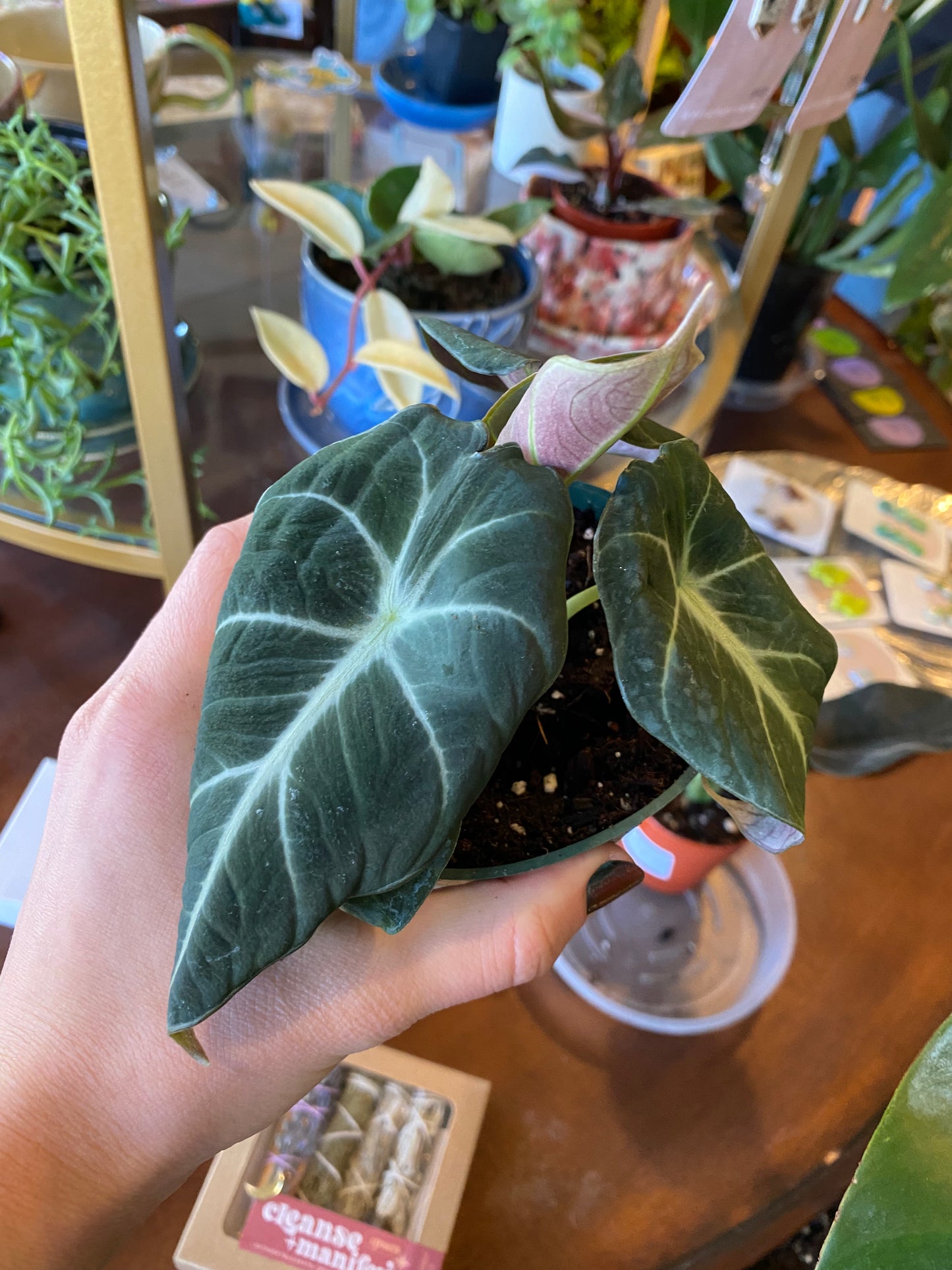 Alocasia