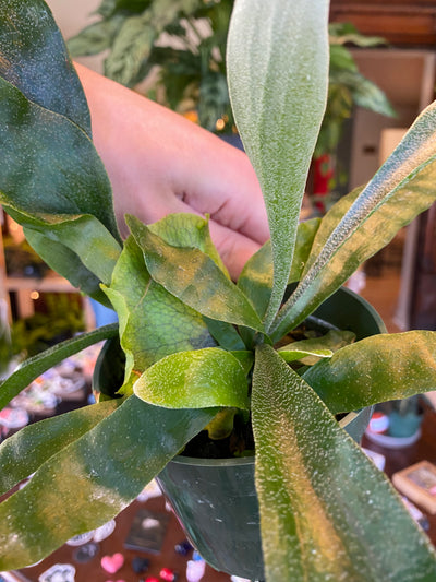 4” Staghorn