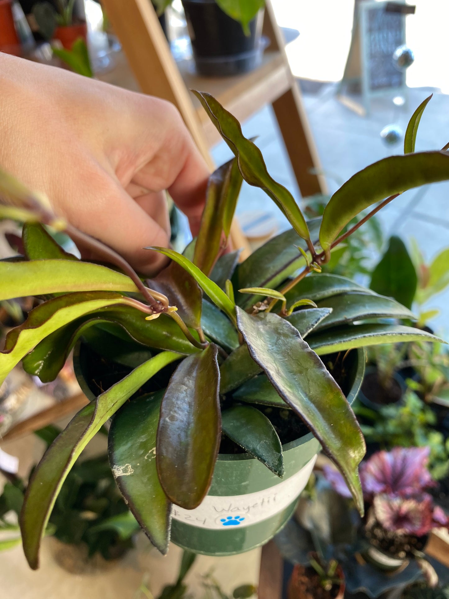 Hoya