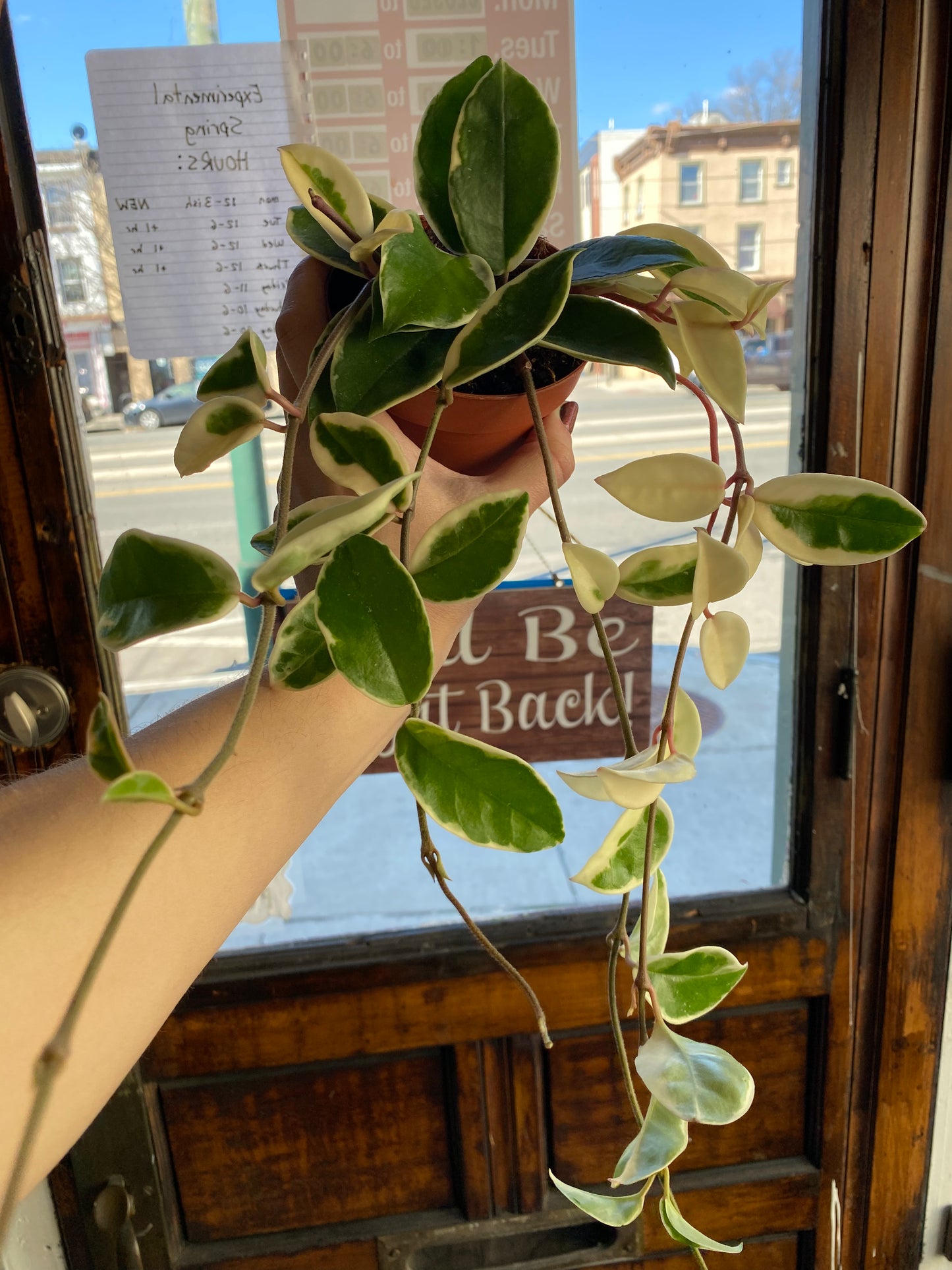 Hoya