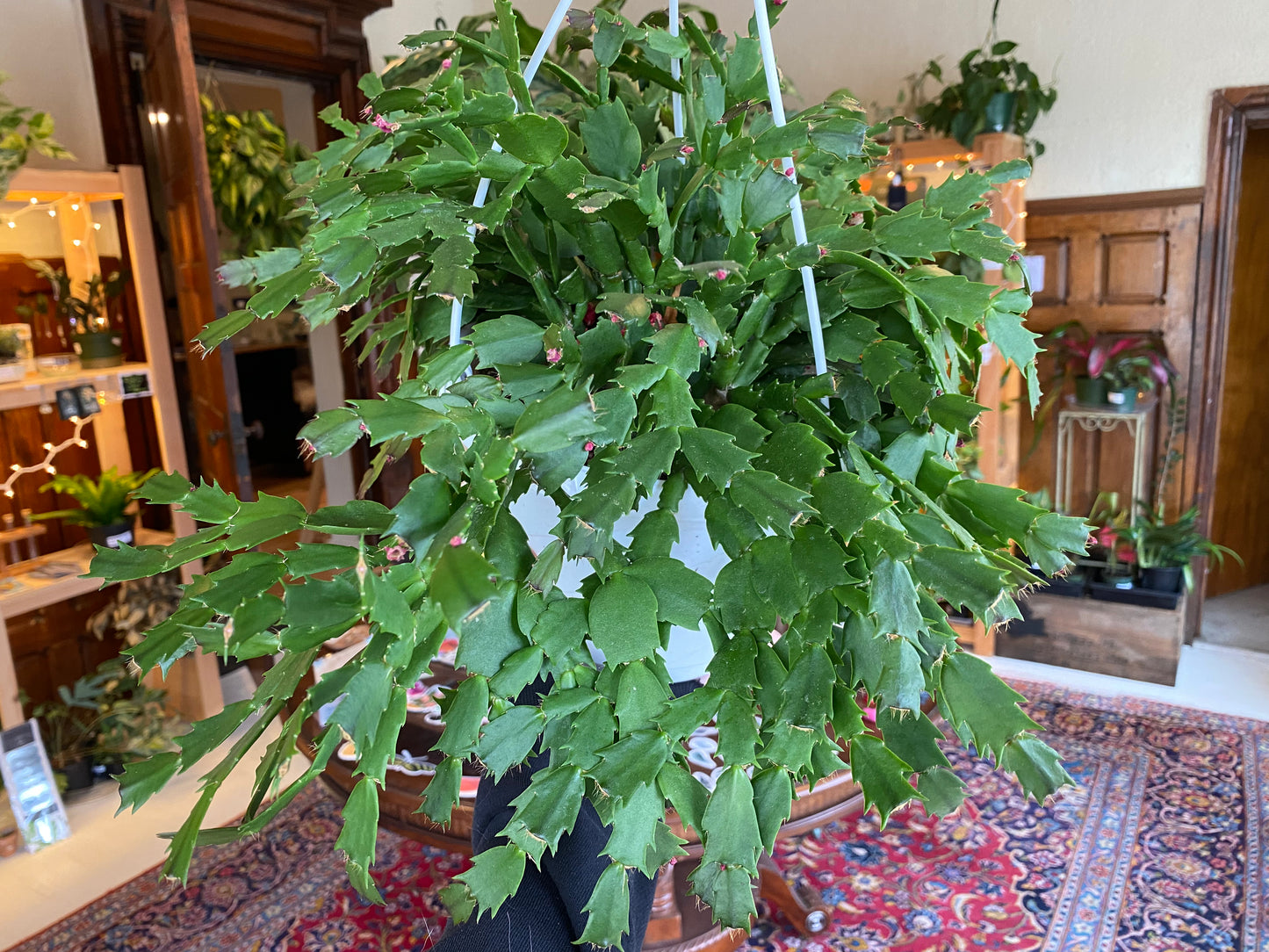 Christmas Cactus