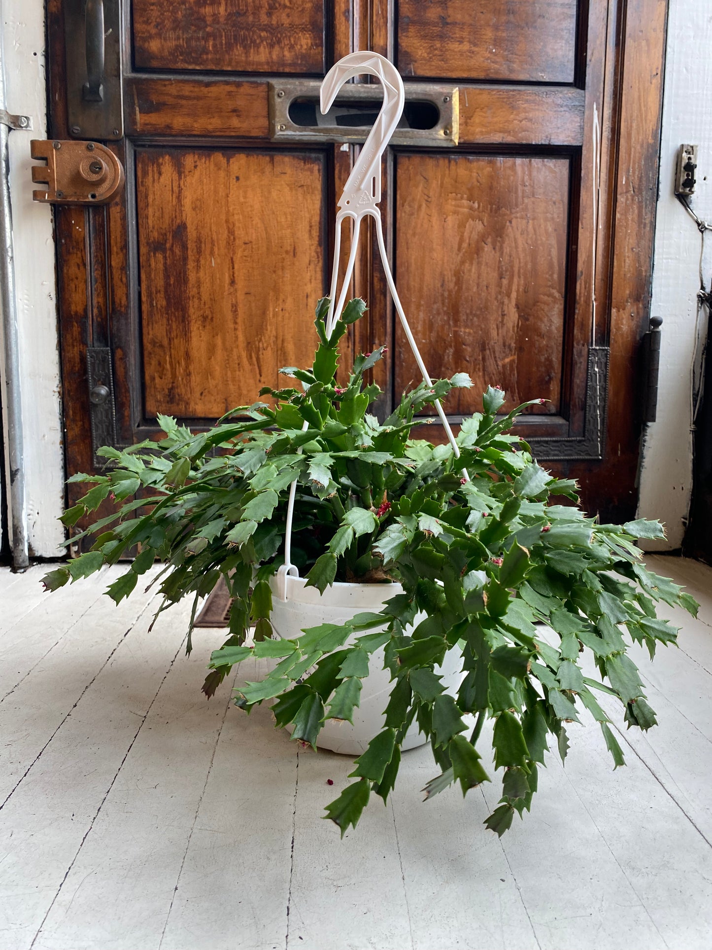 Christmas Cactus