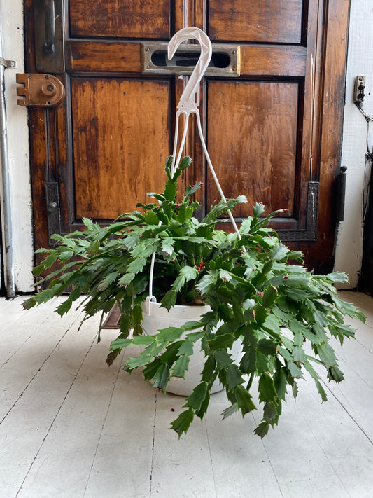 Christmas Cactus