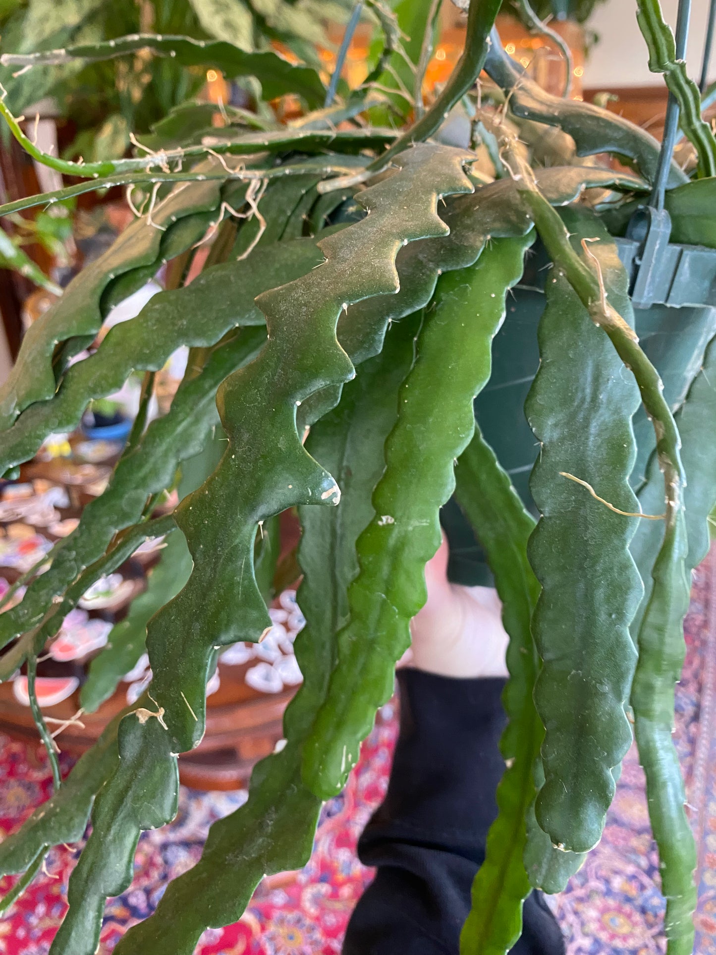 Ric Rac/Fishbone Cactus
