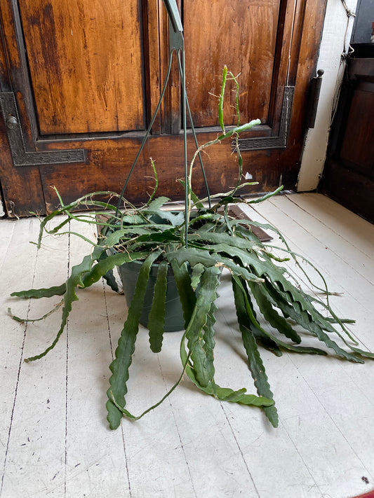 Ric Rac/Fishbone Cactus