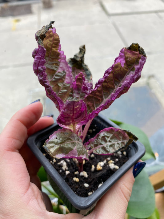 Waffle Plant