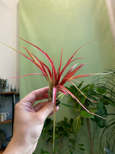 Medium 3-5” / Red