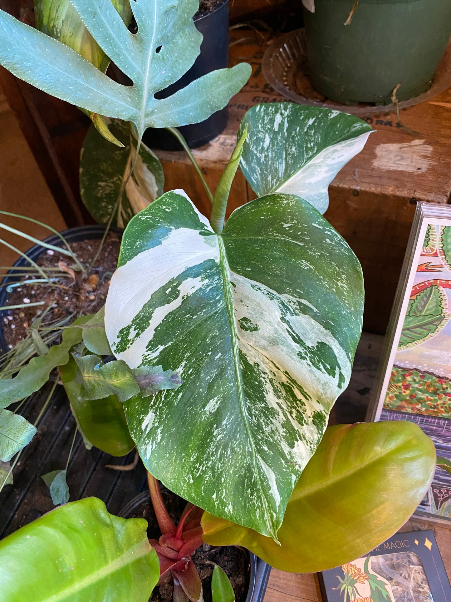 Monstera