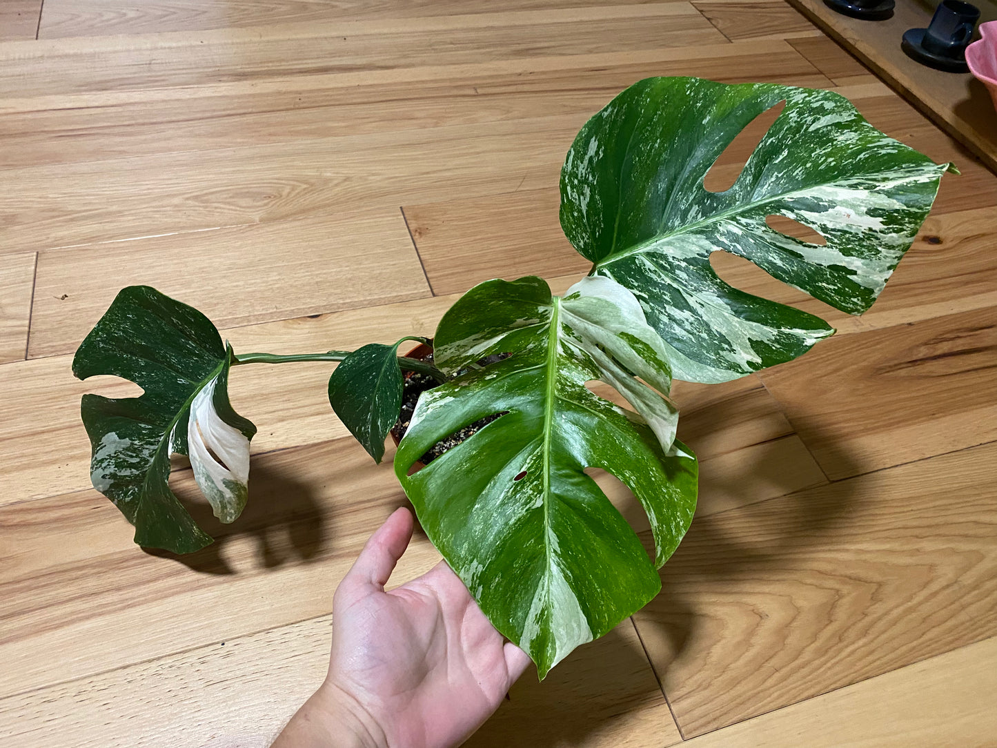Monstera