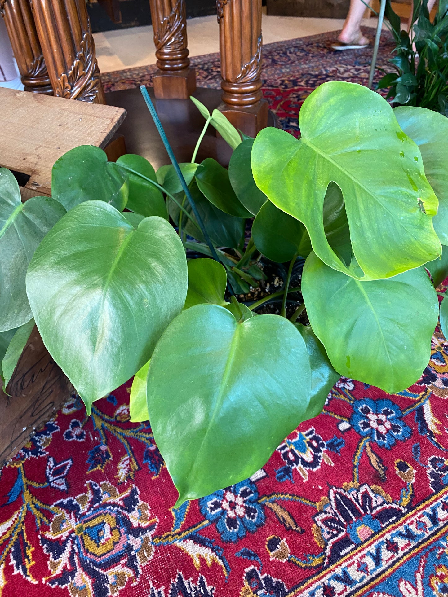Monstera