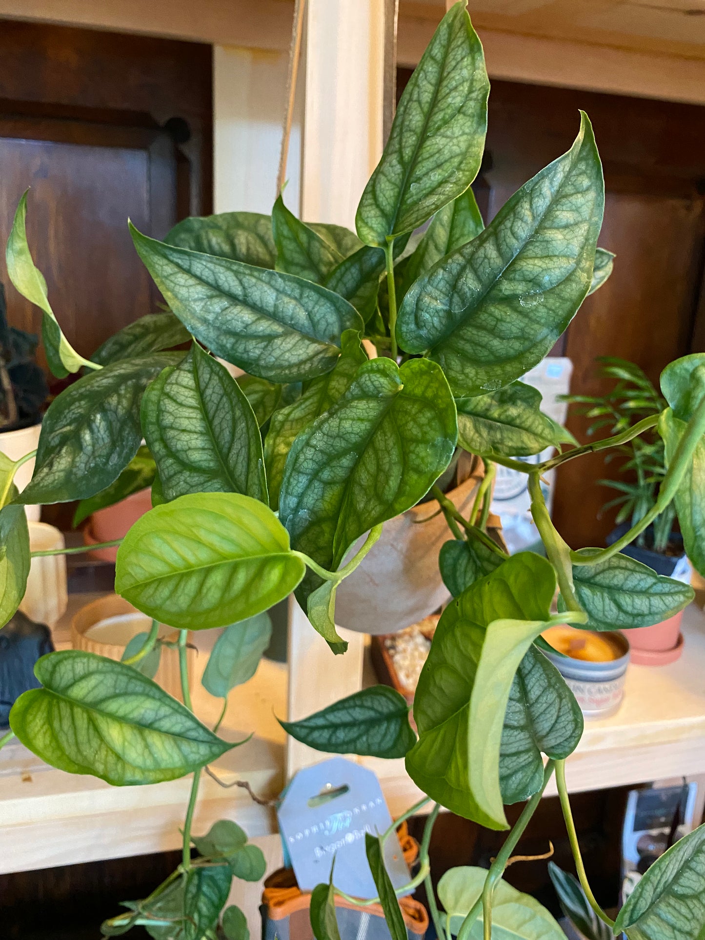 Monstera