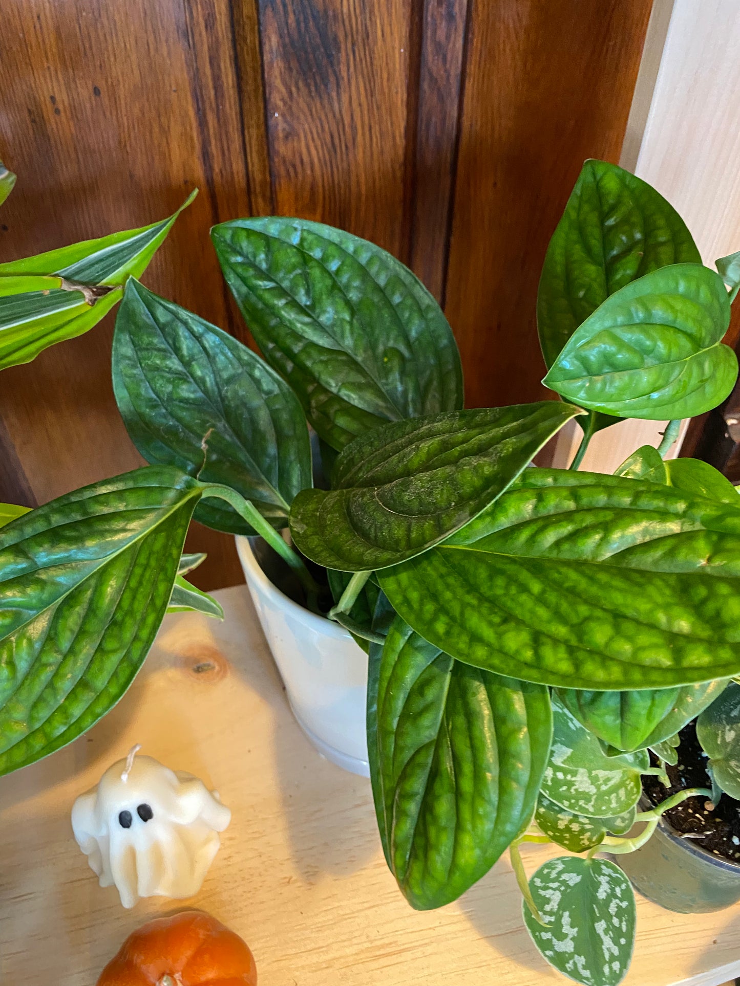 Monstera