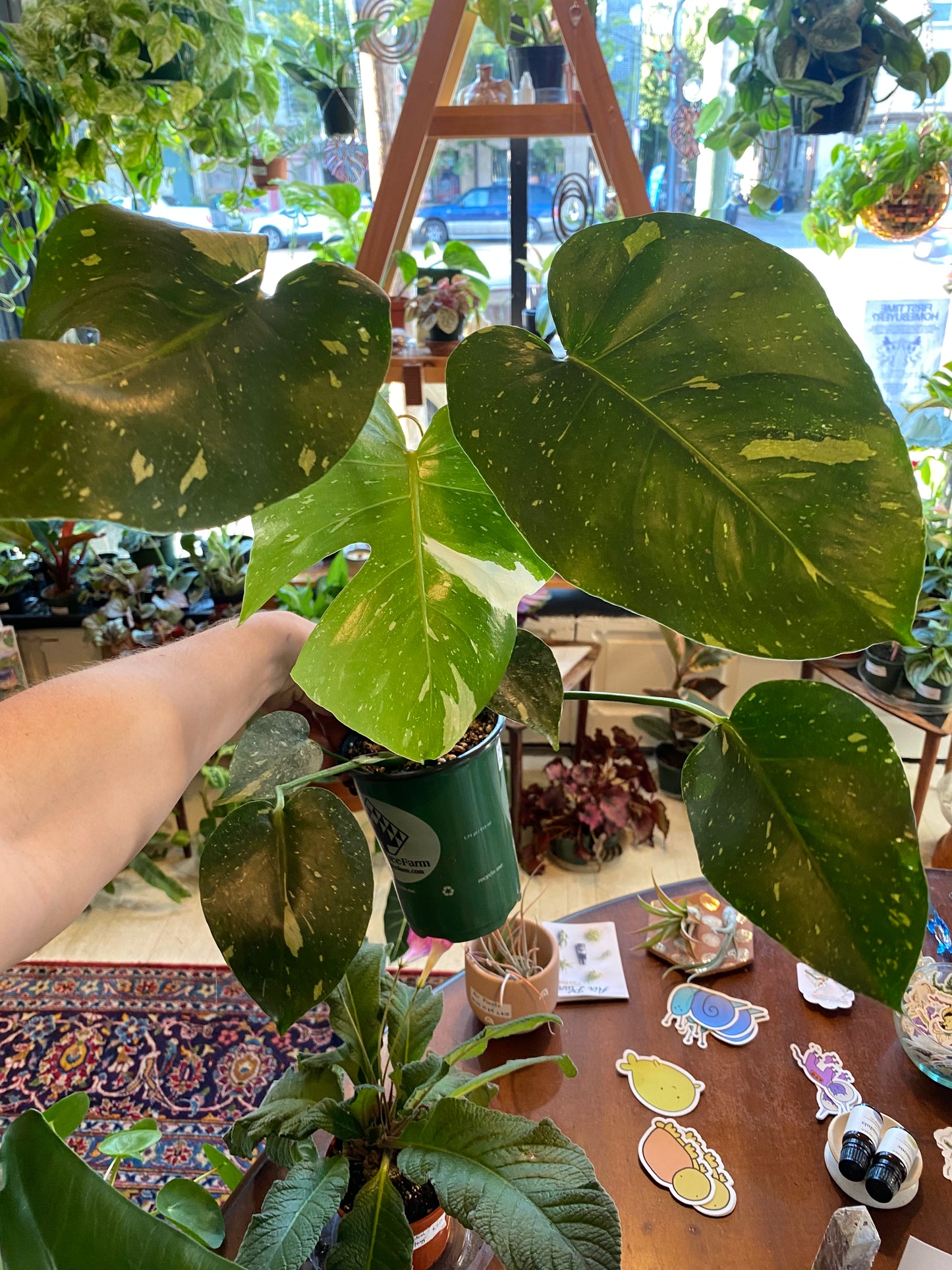 Monstera