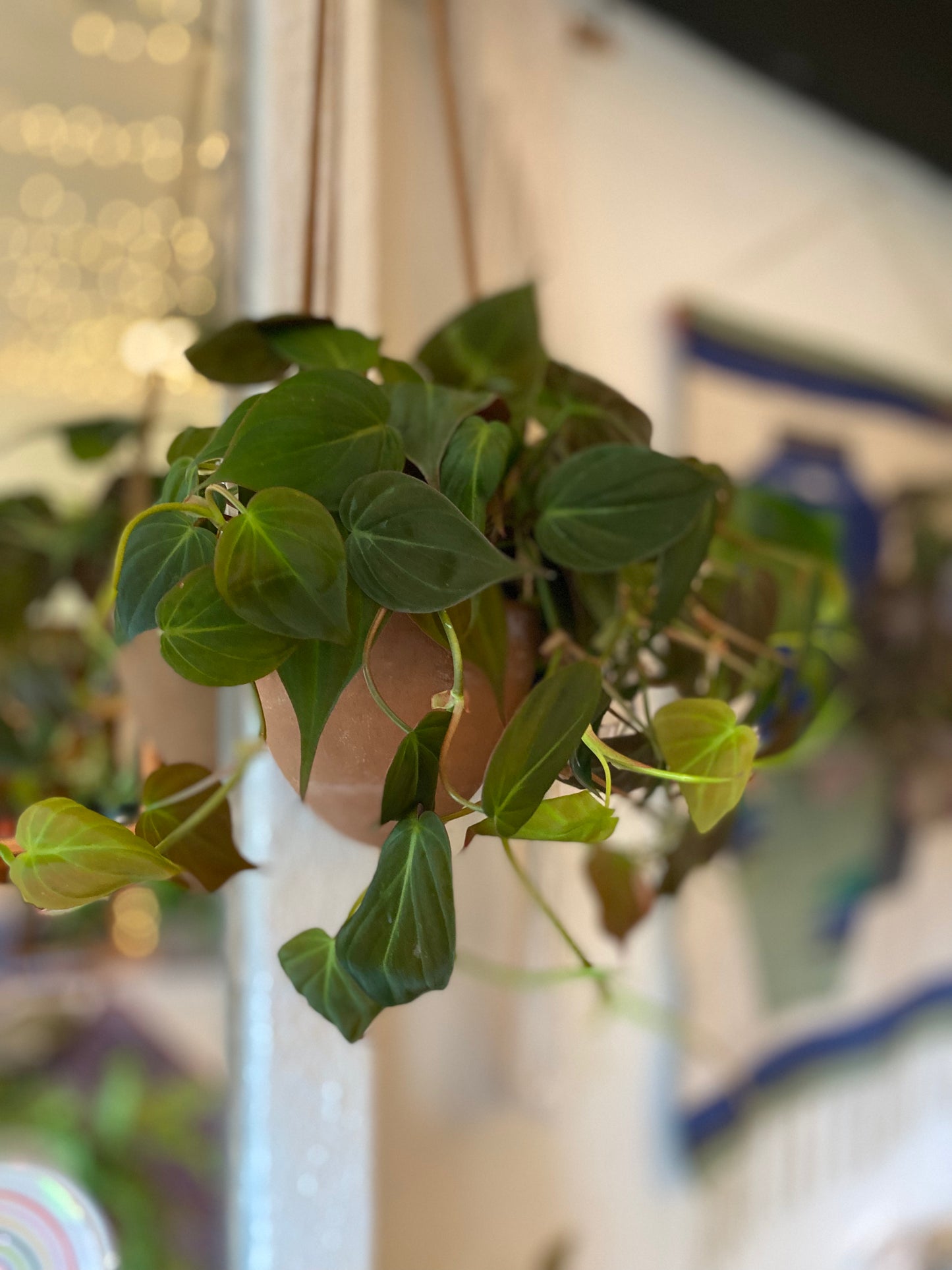 Philodendron (Trailing)