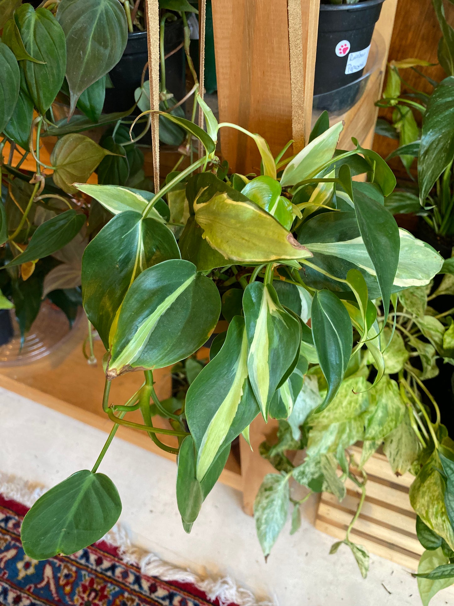 Philodendron (Trailing)