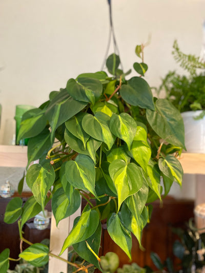 8” Brasil