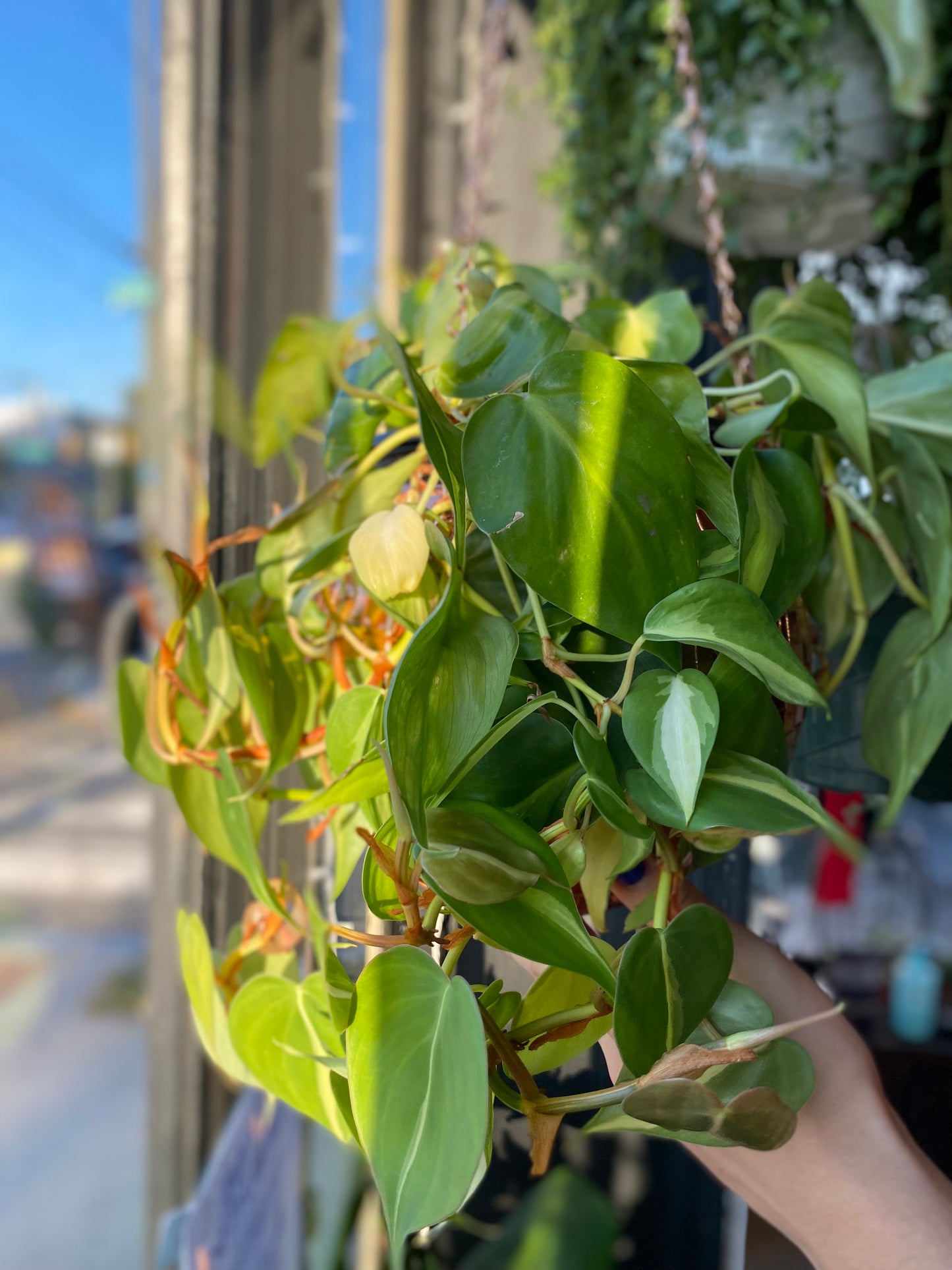 Philodendron (Trailing)