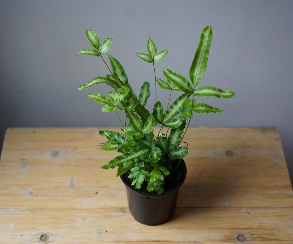 Pteris Fern