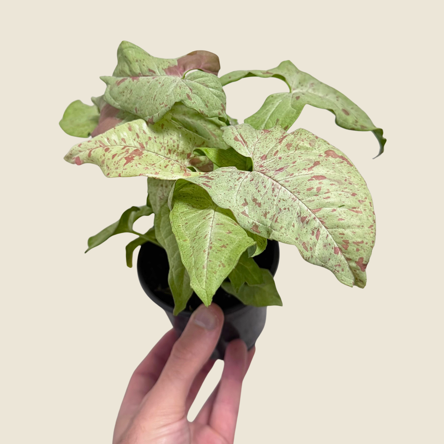 Syngonium