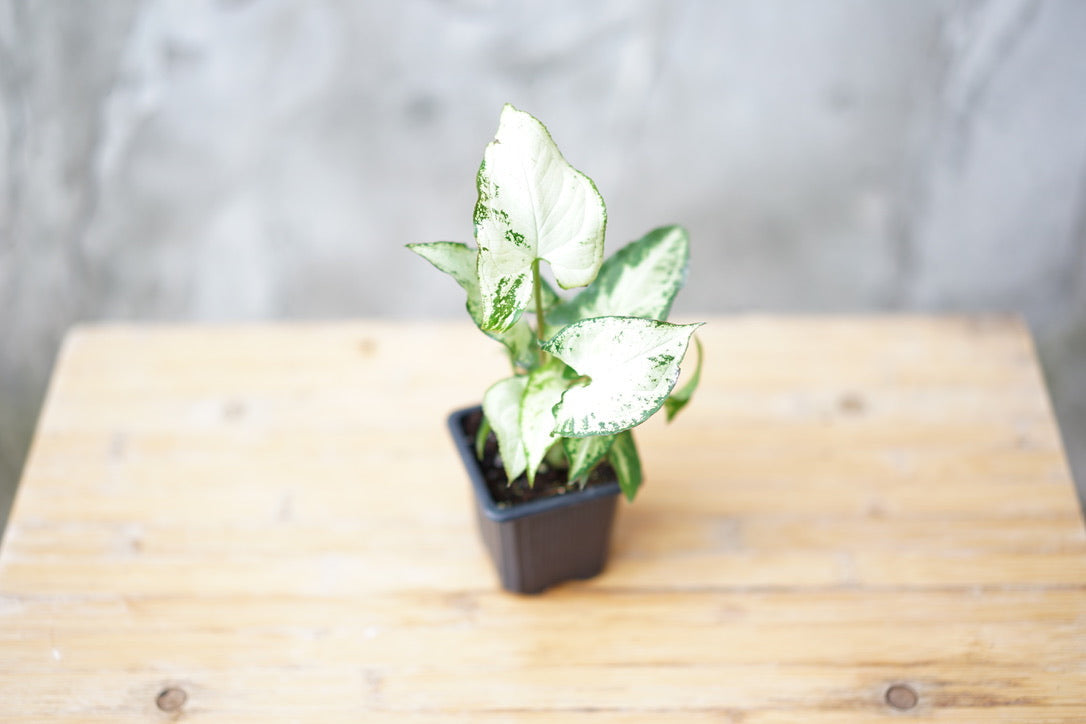 Syngonium