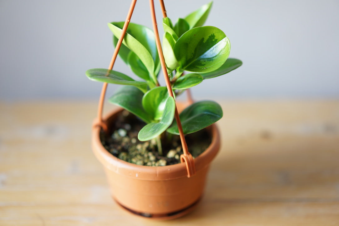 Peperomia