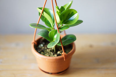 3” Lemon Lime