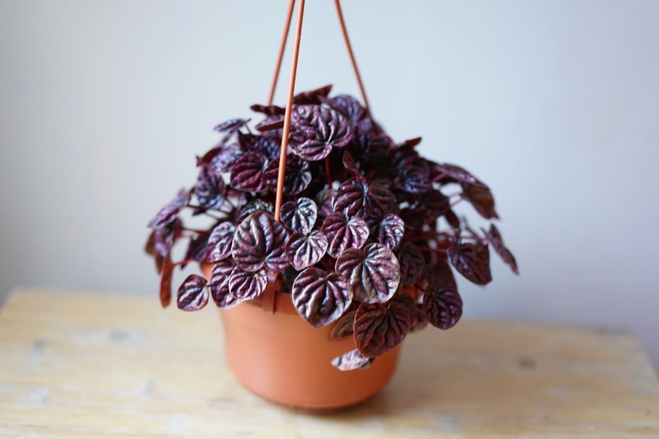 Peperomia