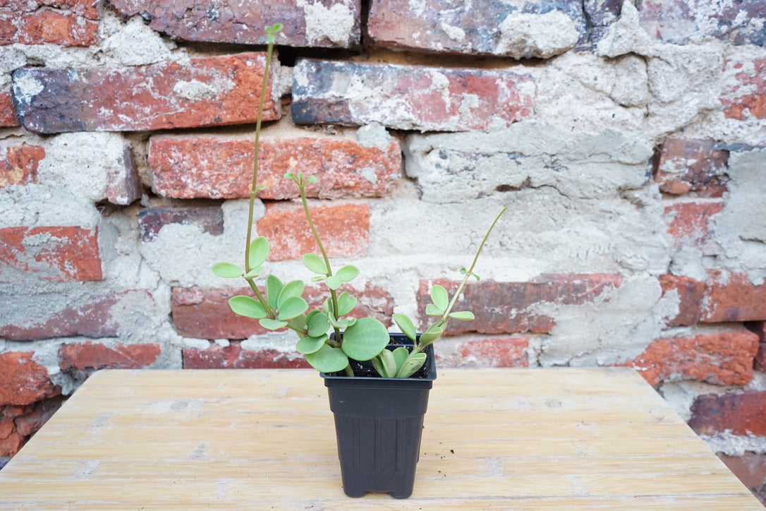 Peperomia