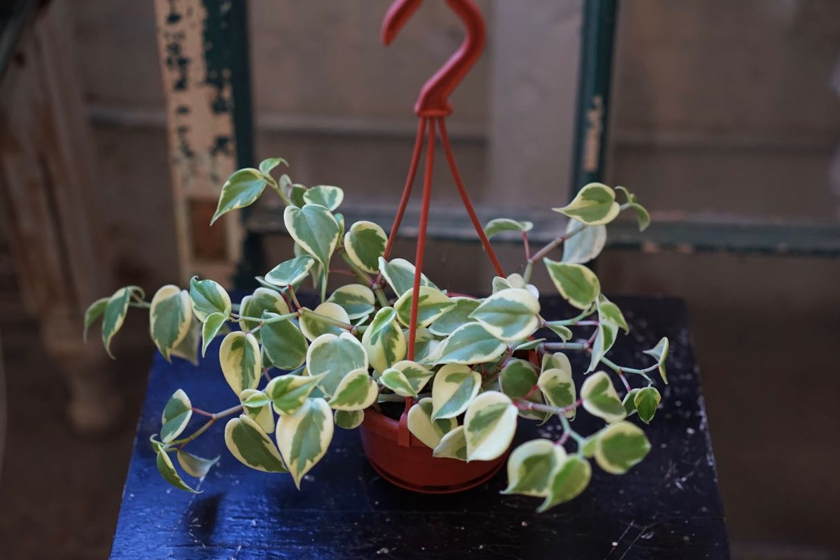Peperomia
