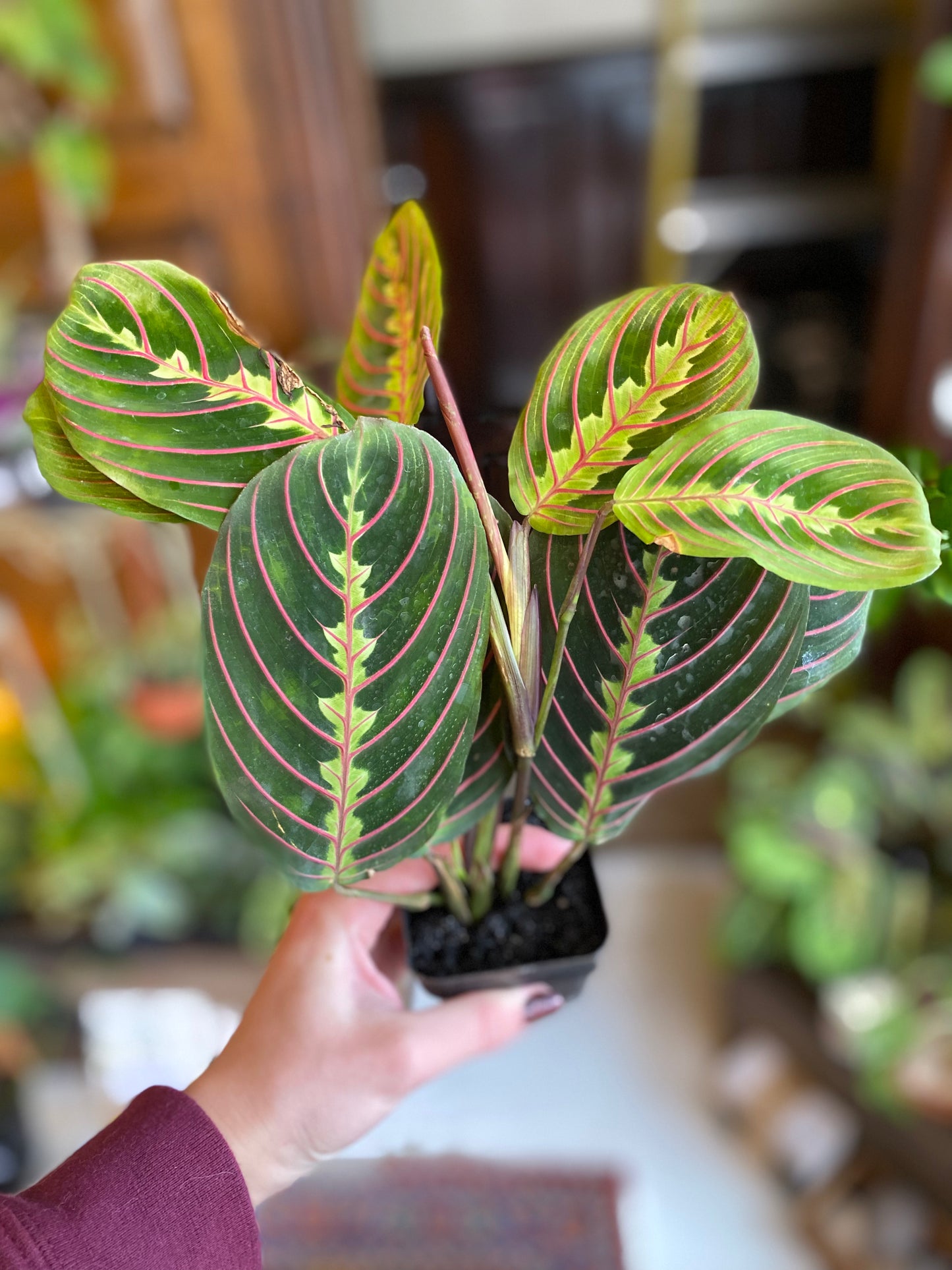 Maranta (Prayer Plant)