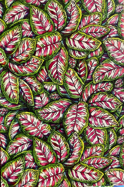 Calathea Pattern