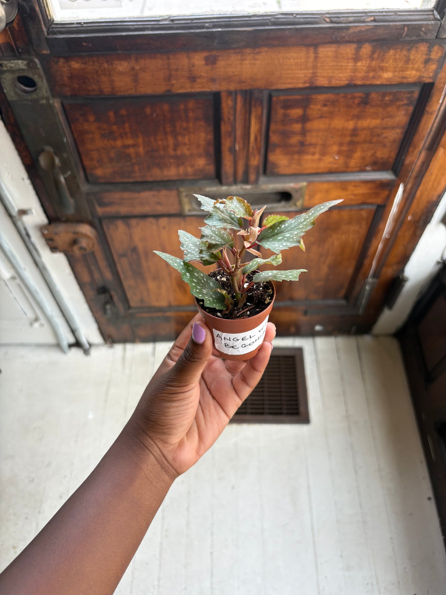Begonia