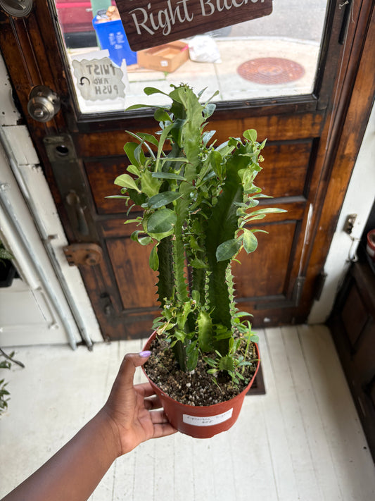 Euphorbia Trigona