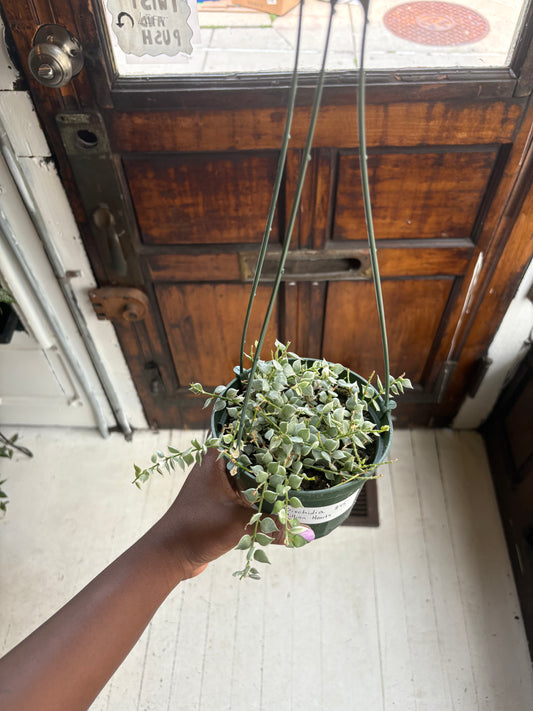Dischidia