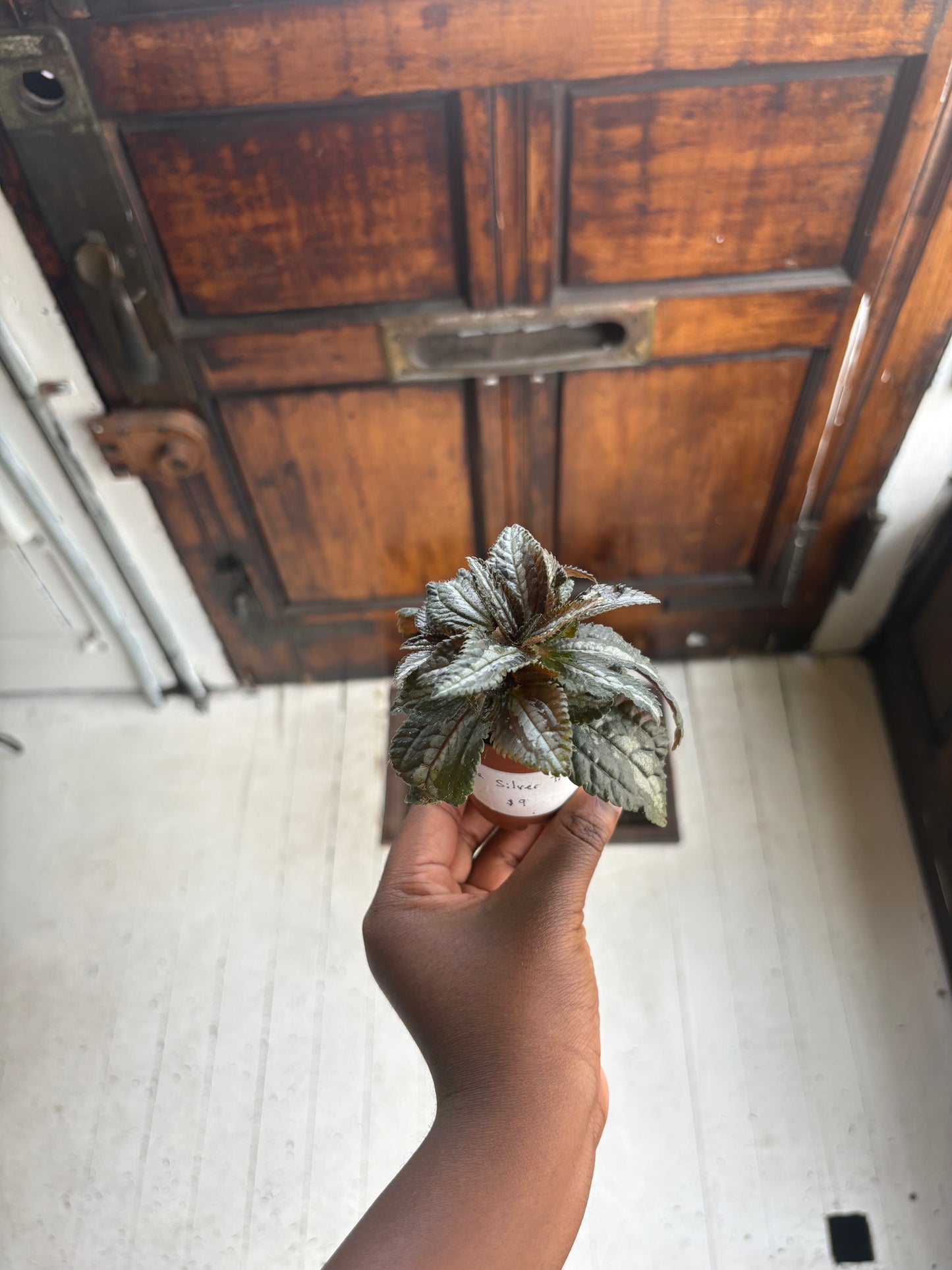 Pilea