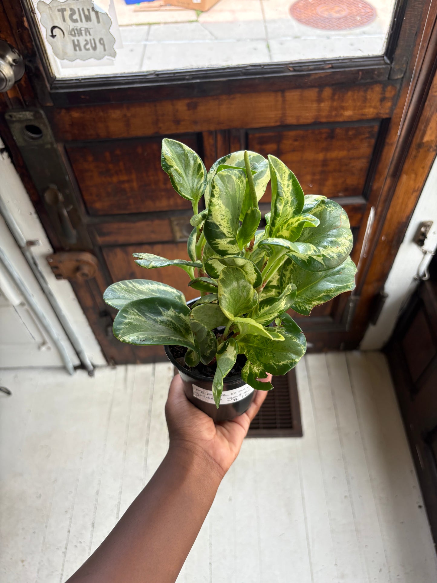 Peperomia