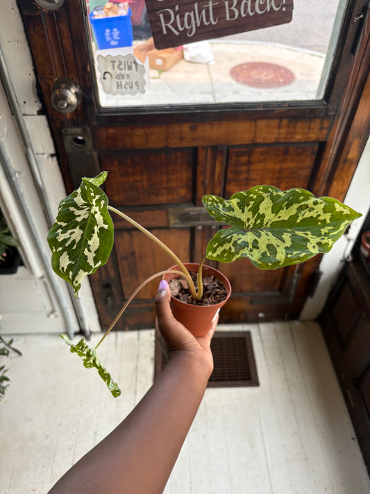 Caladium Hilo Beauty 4"