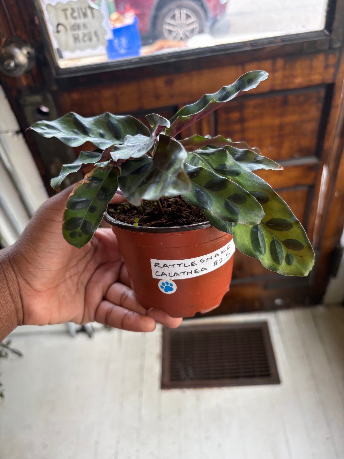 Calathea Lancifolia 'Rattlesnake Plant'