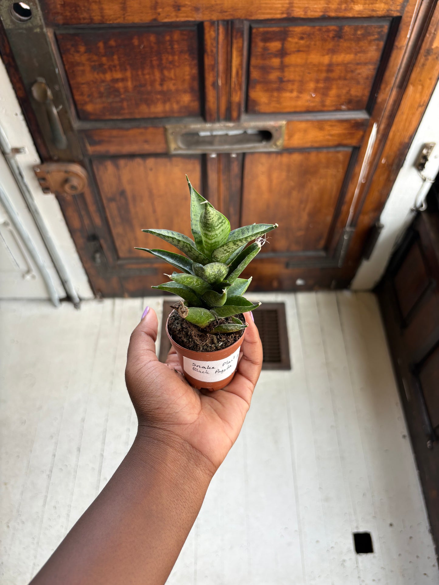 Snake Plant