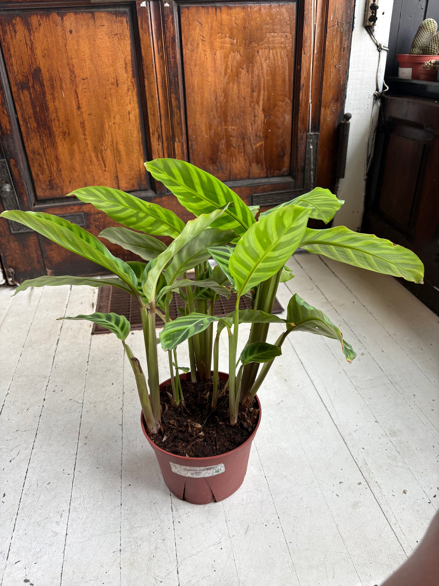 Calathea