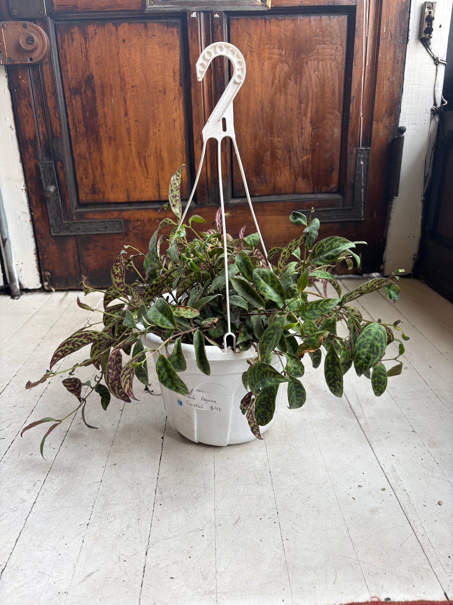 Aeschynanthus 'Lipstick Plant' Black Pagoda