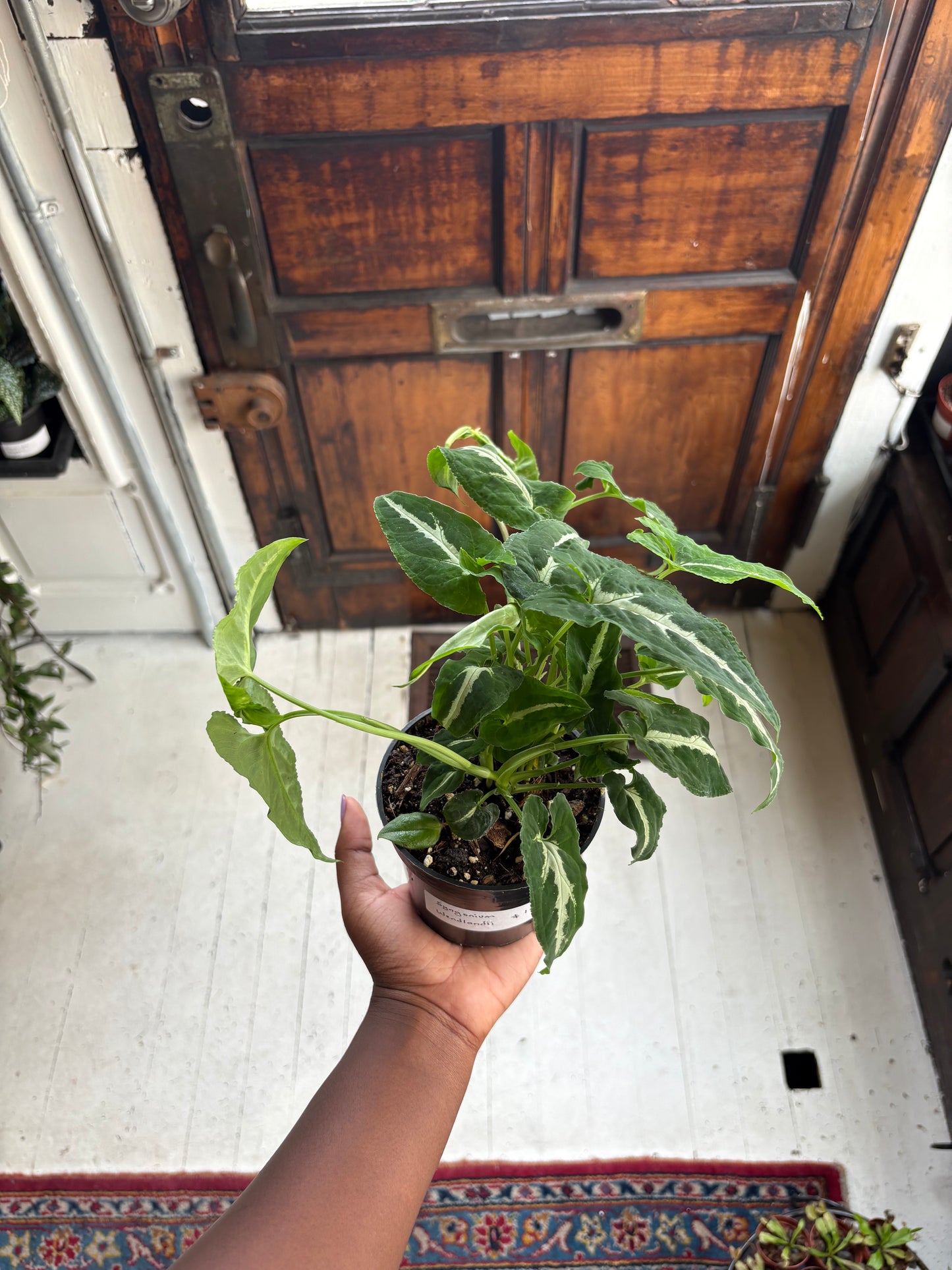 Syngonium