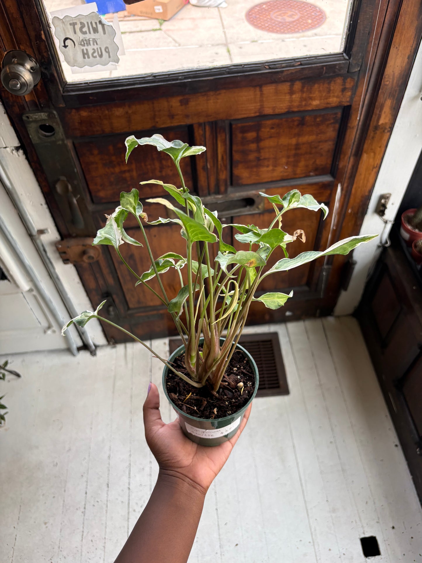 Syngonium