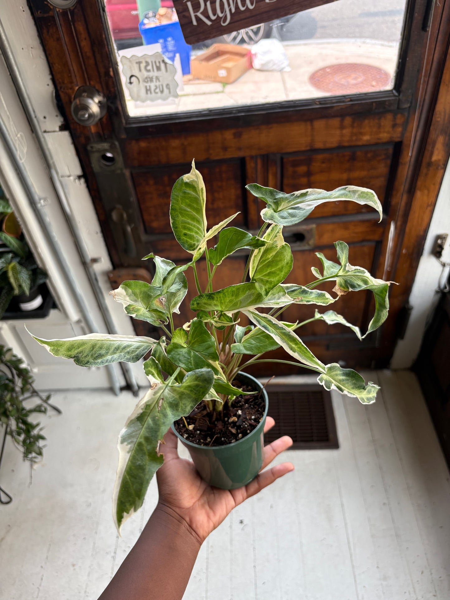 Syngonium