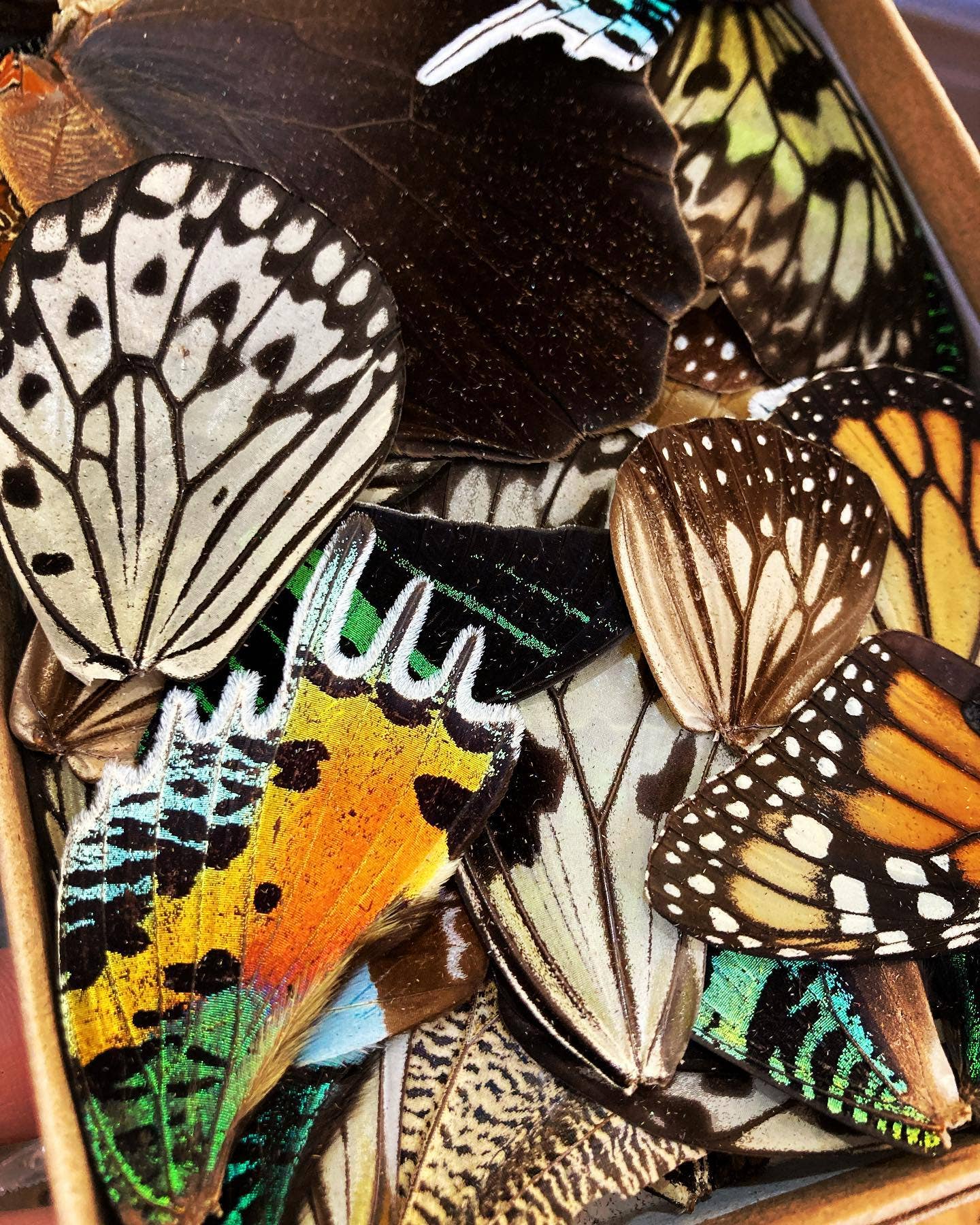Butterfly Wing Vial