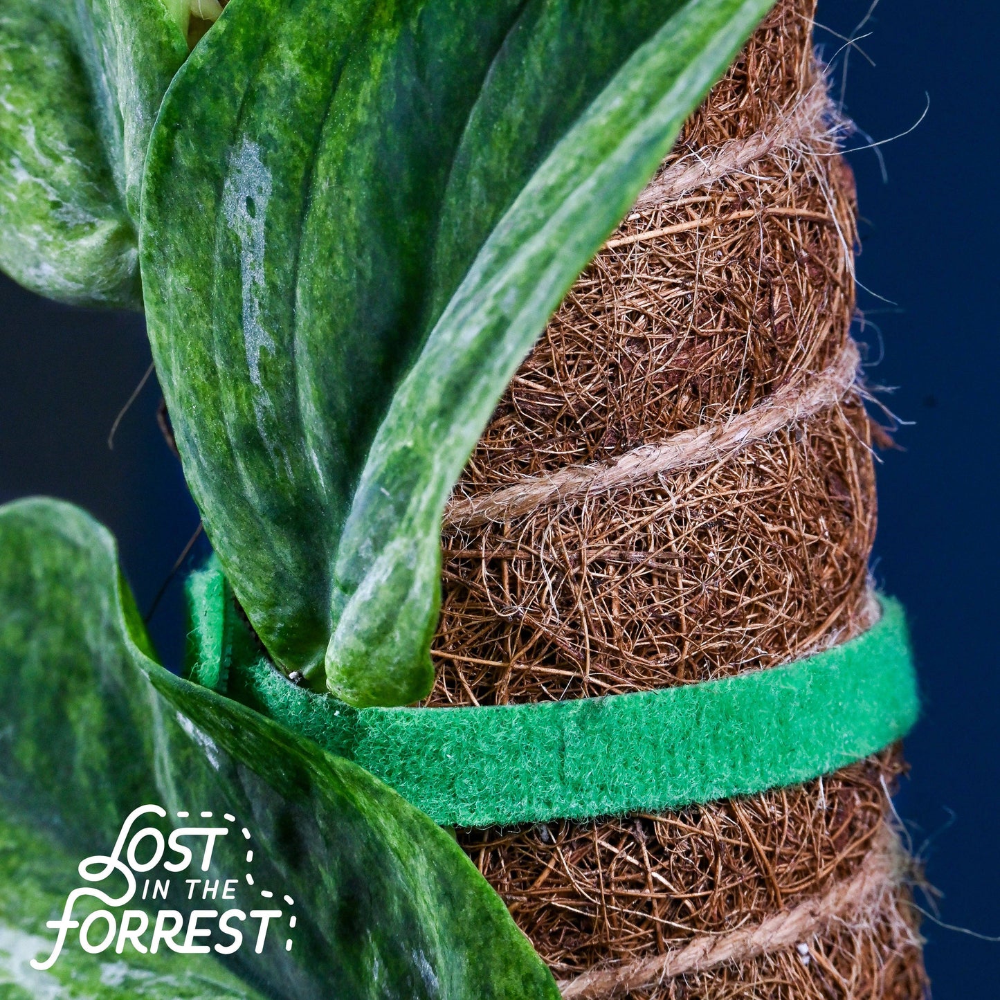 Stackable Coconut Coir “Moss” Pole