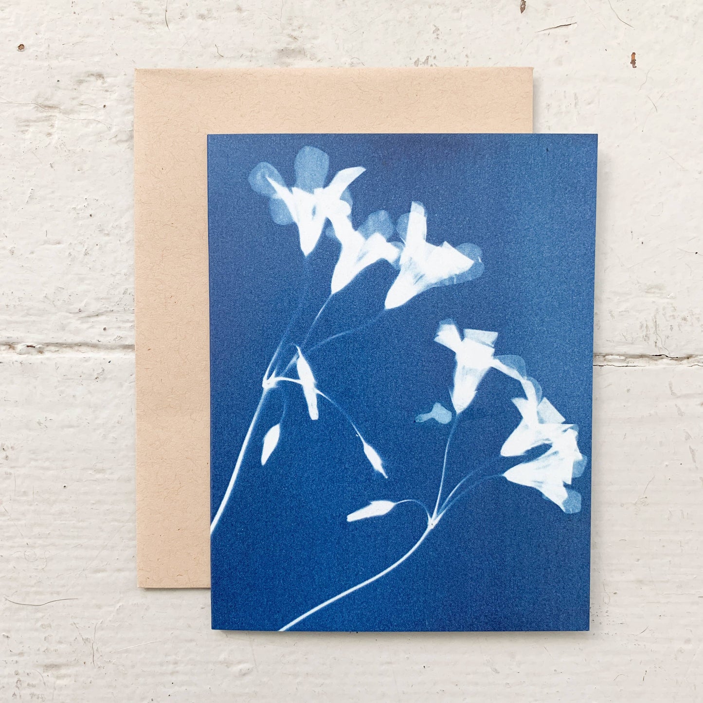 Under the Sun | Botanical Cyanotype Greeting Cards Boxed Set