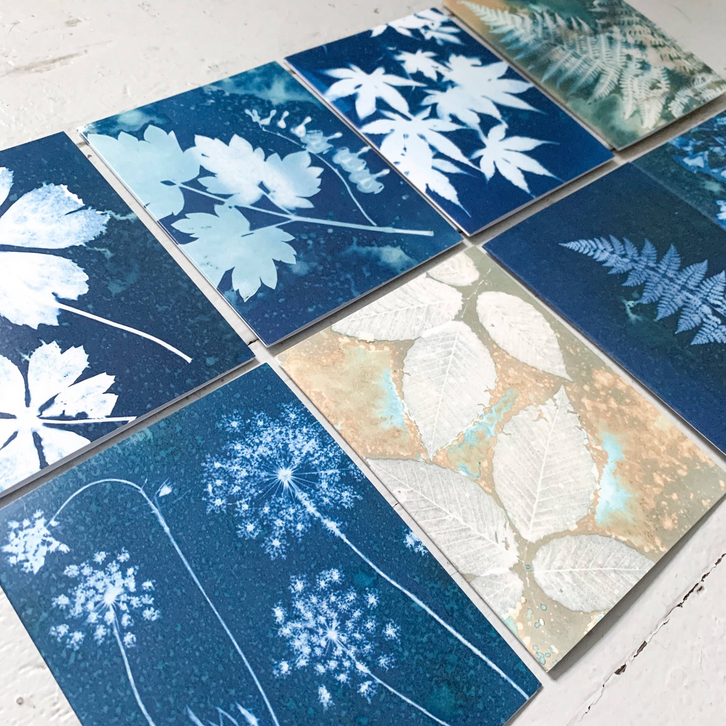 Slow Mornings | Botanical Cyanotype Greeting Cards Boxed Set