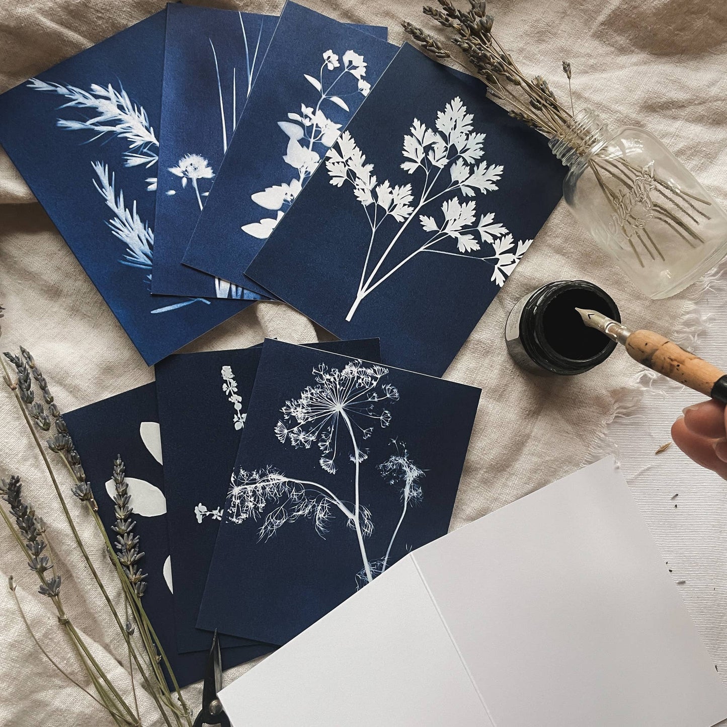 Herbs | Botanical Cyanotype Greeting Cards Boxed Set