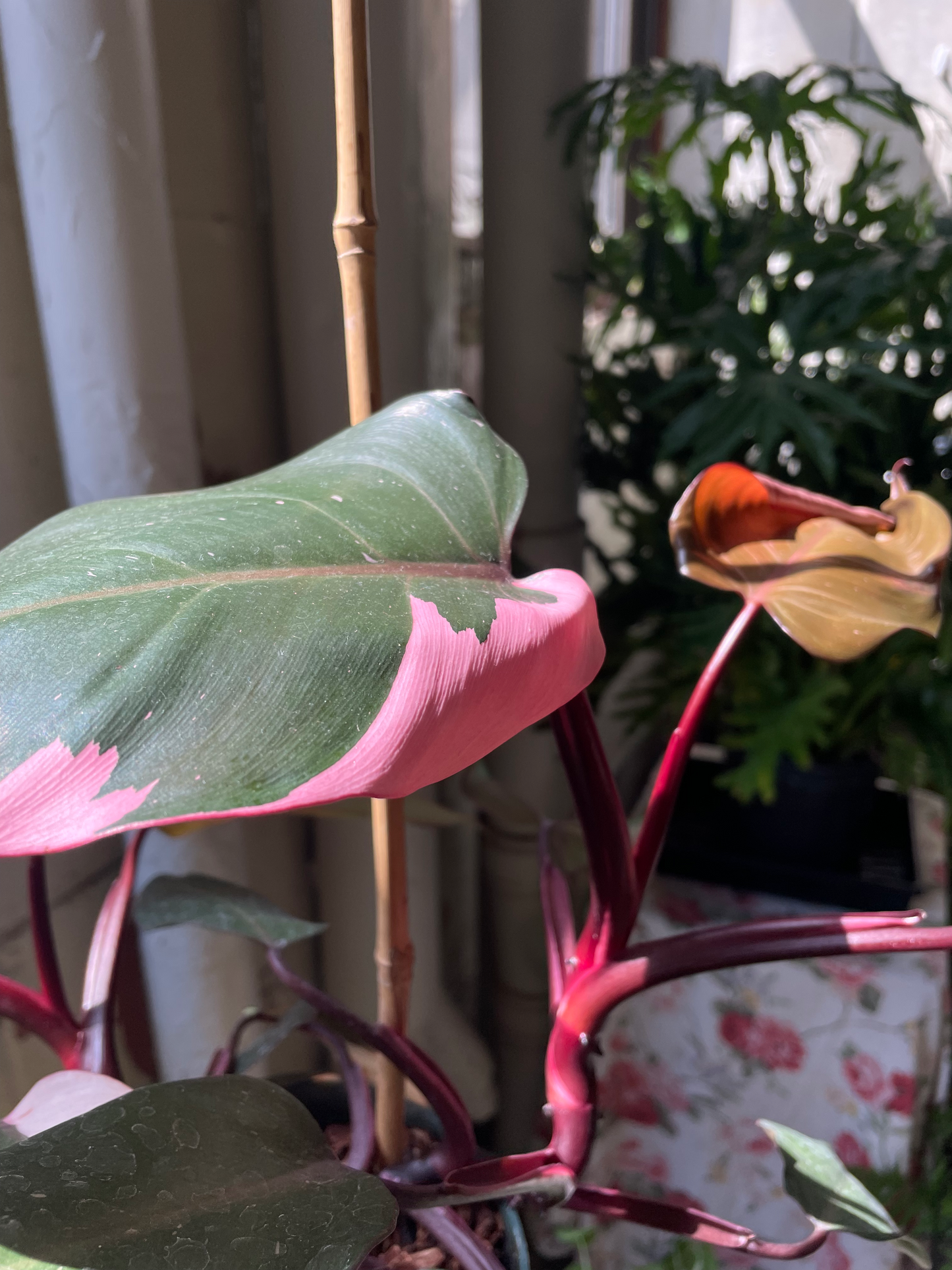 Philodendron Pink Princess